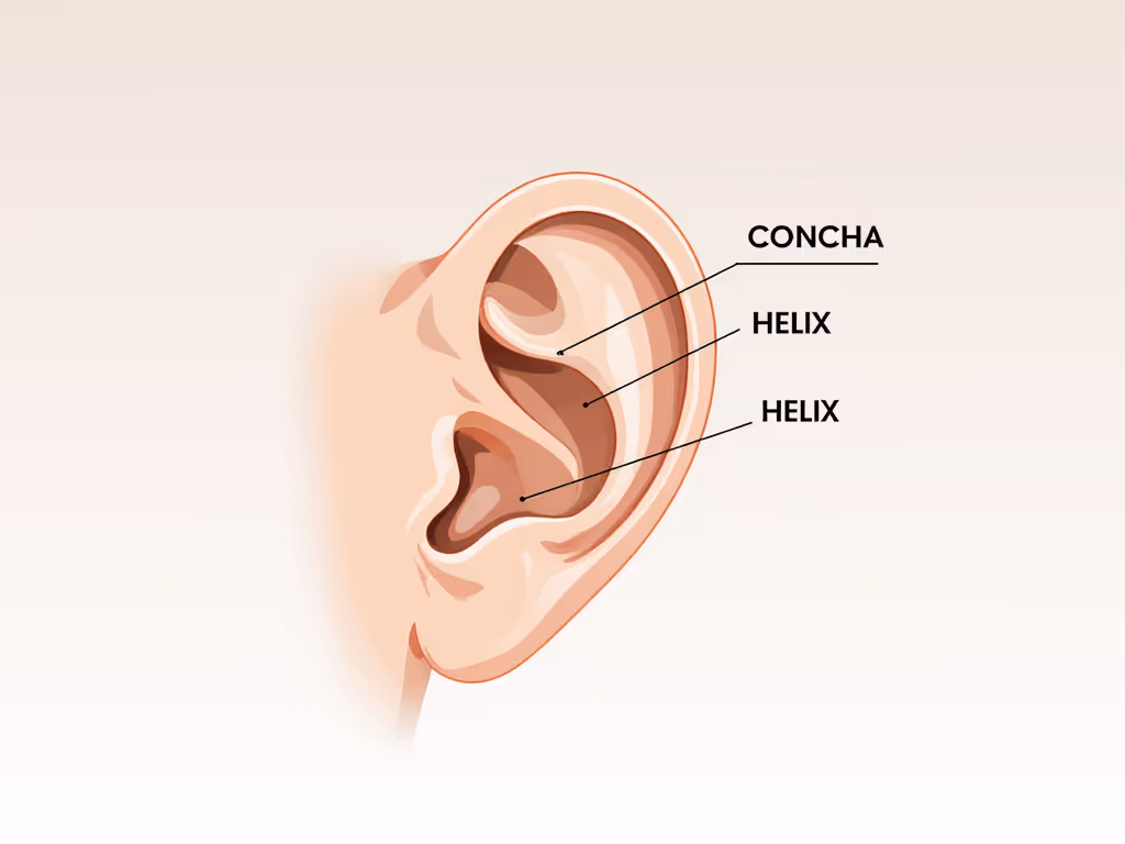 ear_anatomy_types_showing_concha_vs_helix_shapes